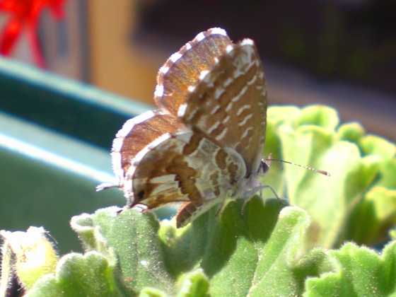 da identificare - Vanessa cardui  e Cacyreus marshalli